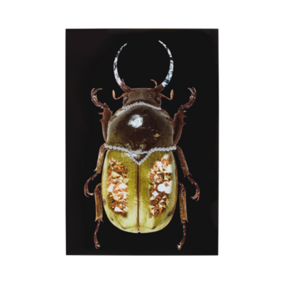 КАРЕ-Стаклена Слика Shiney Beetle-80x120cmng Beetle