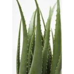 Deco Plant Aloe 69cm - Image 3