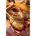 Wall Decoration Herkules Beetle Gold (5)