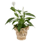 Deco planter bulldog gold (5)