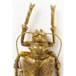 KARE Wall Decoration Longicorn Beetle Gold - Image 6