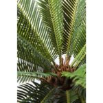 KARE Deco Plant Cycas Tree 78cm - Image 5