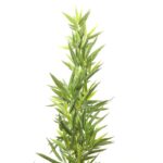 KARE Deco Plant Bamboo Tree 200cm - Image 3