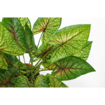Plant Caladio Varieg - Image 2