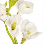Flower Freesia White - Image 2