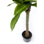 KARE Deco Plant Dracaena Fragrans 180cm - Image 5