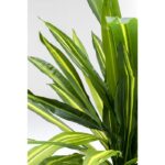 KARE Deco Plant Dracaena Fragrans 180cm - Image 2