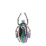 Beetle Rainbow
