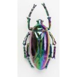 Beetle Rainbow (2)