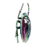 Beetle Rainbow (3)