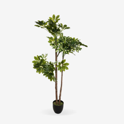 Deco Plant Schefflera