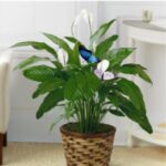 Deko Flutur Blu 60cm (3)