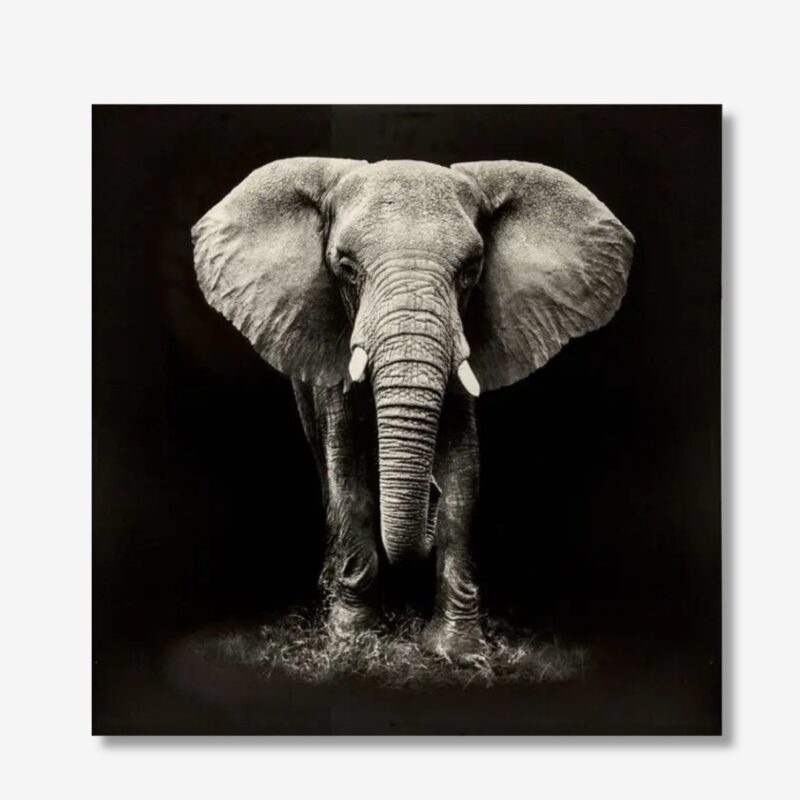 Picture Elephie 100x3x100cm (1)