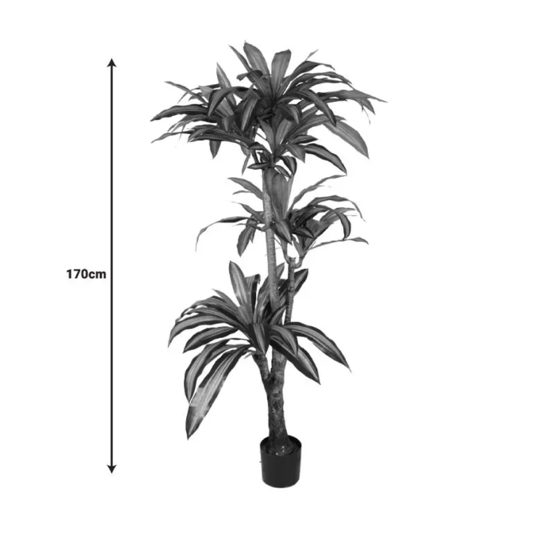 Dekoratif Dracena Bitkisi 170cm  Smart Living