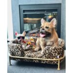 Deco figurine comic dog glasses 25cm (2)